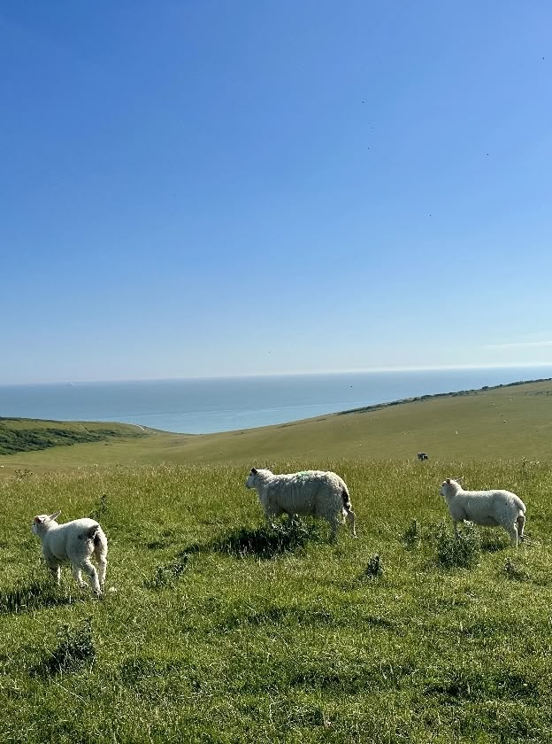 Field with sheep